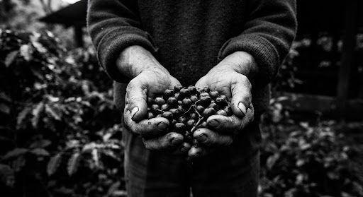 A farmer inspecting freshly harvested coffee cherries
